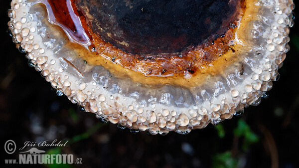 Red Banded Polypore Mushroom (Fomitopsis pinicola)