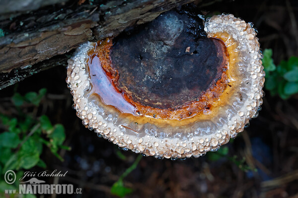 Red Banded Polypore Mushroom (Fomitopsis pinicola)