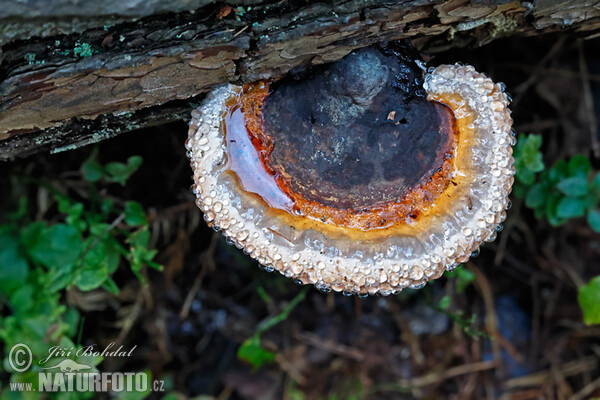 Red Banded Polypore Mushroom (Fomitopsis pinicola)