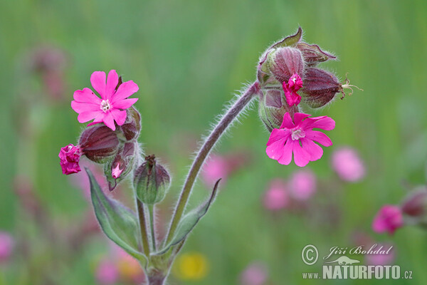 Red campion (Silene dioica)