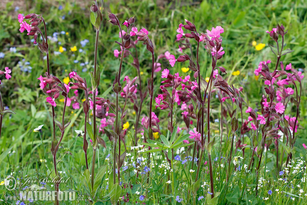 Red campion (Silene dioica)