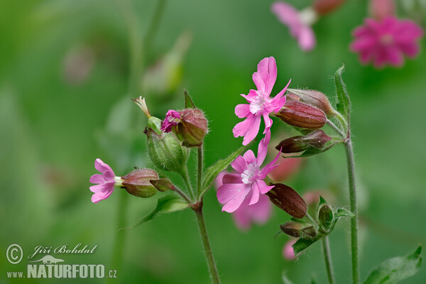 Red campion (Silene dioica)