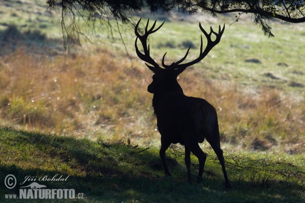 Red Deer (Cervus elaphus)