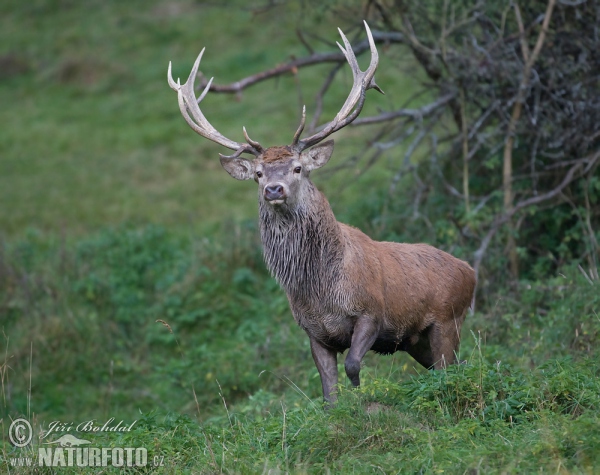 Red Deer (Cervus elaphus)