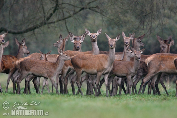 Red Deer (Cervus elaphus)