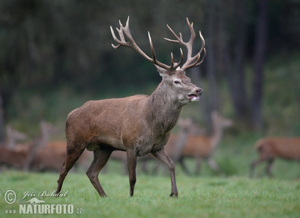 Red Deer (Cervus elaphus)