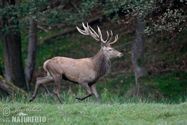 Red Deer (Cervus elaphus)