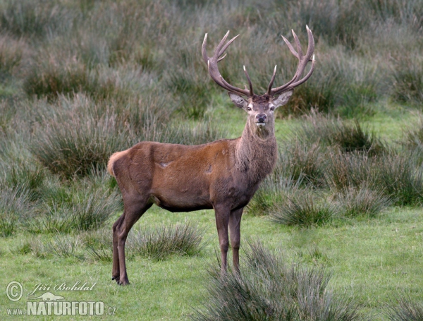 Red Deer (Cervus elaphus)