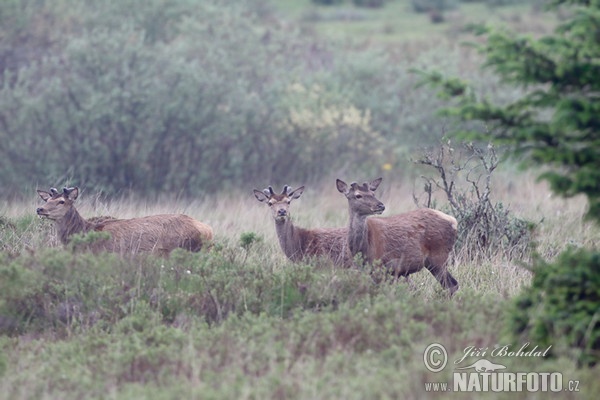 Red Deer (Cervus elaphus)