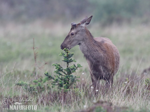 Red Deer (Cervus elaphus)