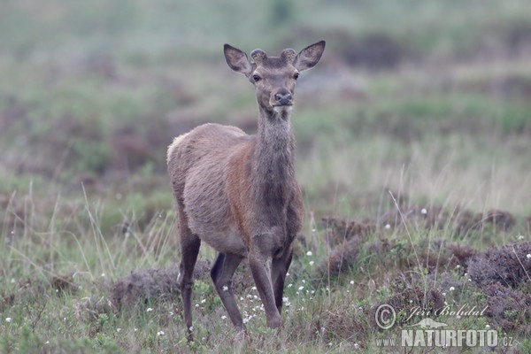 Red Deer (Cervus elaphus)