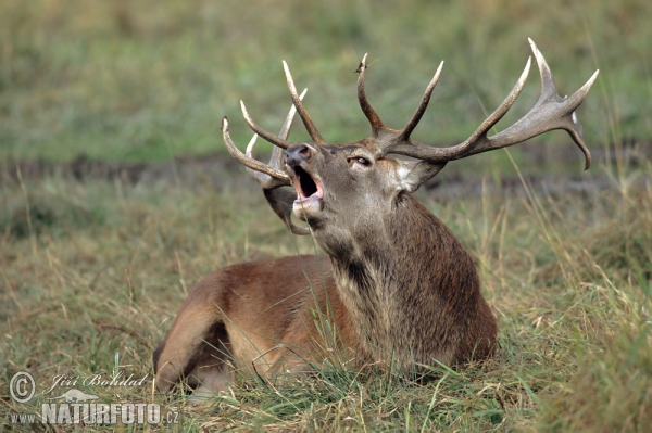 Red Deer (Cervus elaphus)