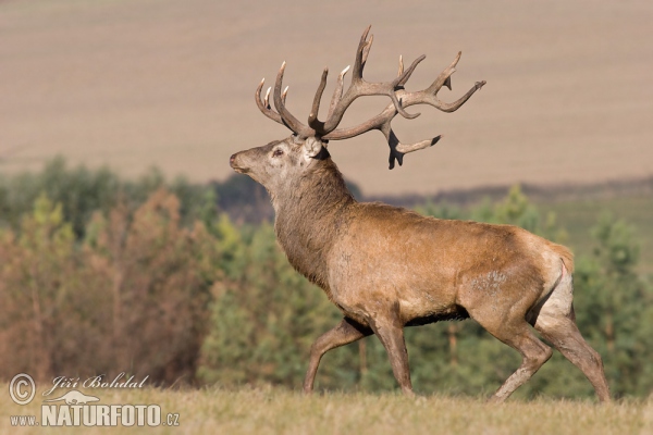 Red Deer (Cervus elaphus)