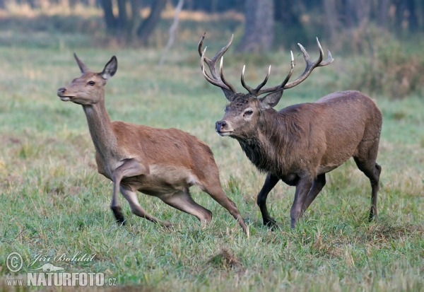 Red Deer (Cervus elaphus)