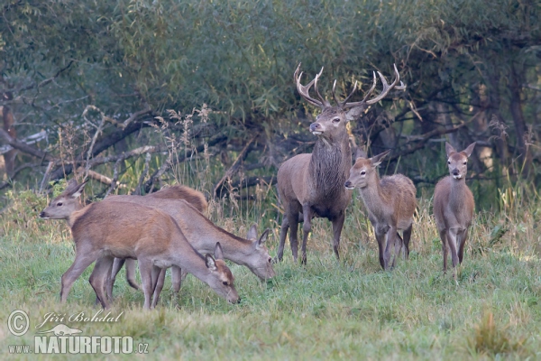 Red Deer (Cervus elaphus)