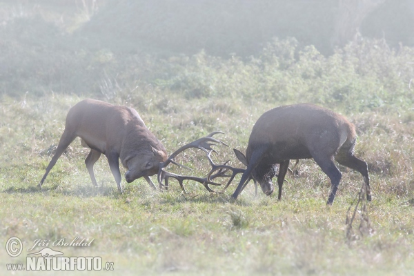 Red Deer (Cervus elaphus)