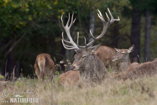 Red Deer (Cervus elaphus)