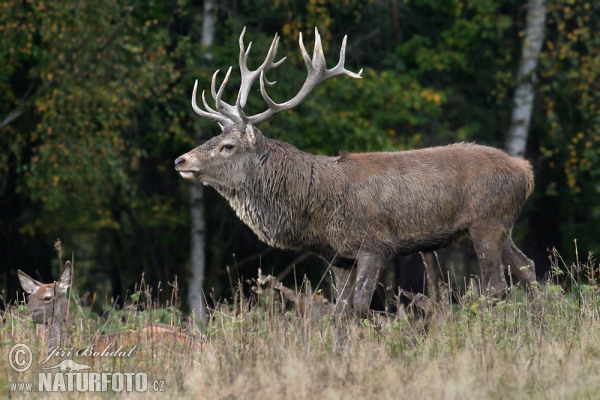 Red Deer (Cervus elaphus)