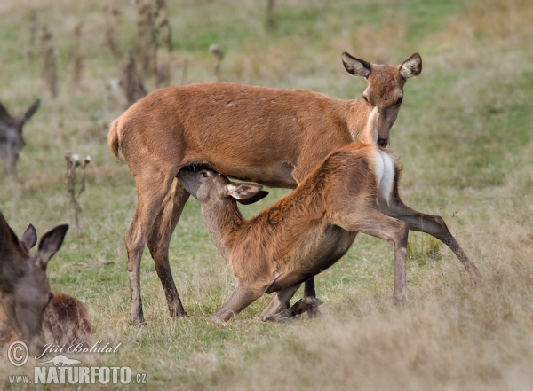 Red Deer (Cervus elaphus)