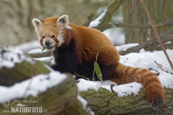 Red Panda (Ailurus fulgens)