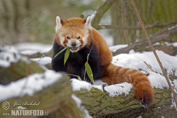 Red Panda (Ailurus fulgens)