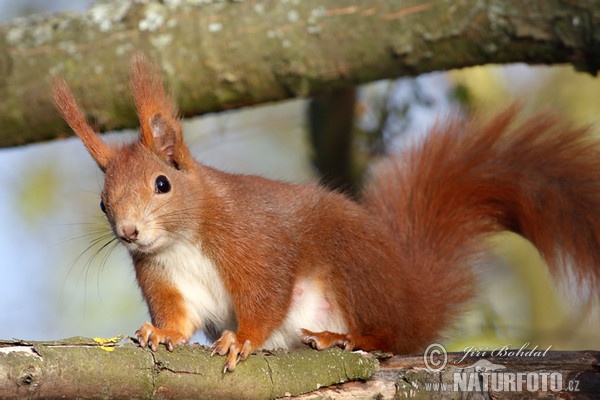 Red Squirrel (Sciurus vulgaris)