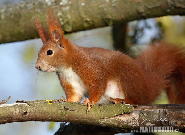 Red Squirrel (Sciurus vulgaris)