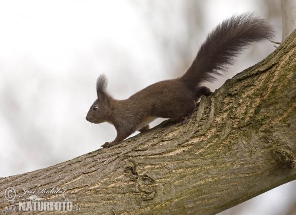 Red Squirrel (Sciurus vulgaris)