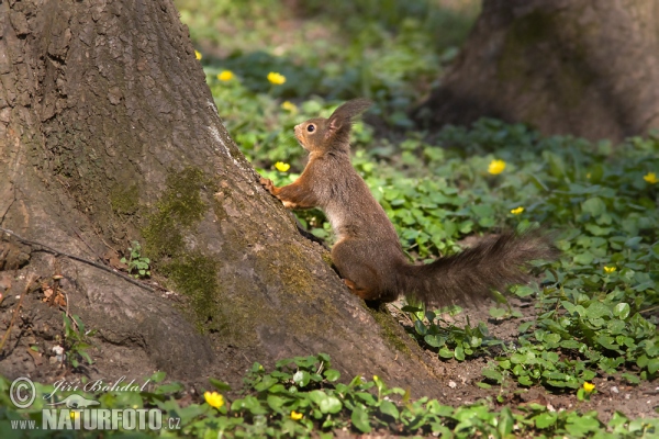 Red Squirrel (Sciurus vulgaris)