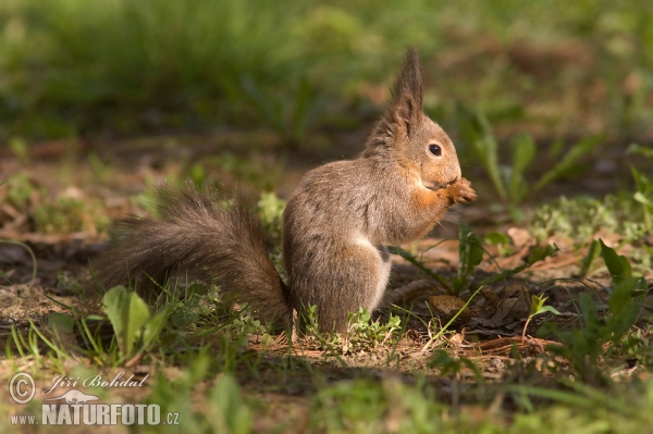 Red Squirrel (Sciurus vulgaris)