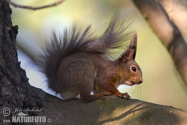 Red Squirrel (Sciurus vulgaris)