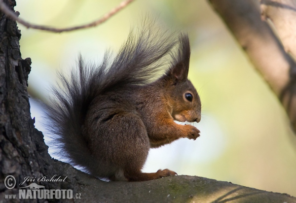 Red Squirrel (Sciurus vulgaris)