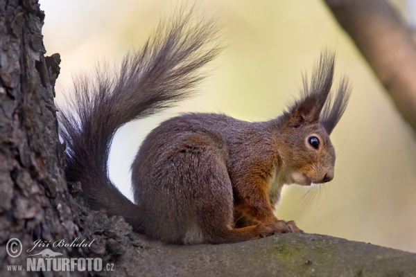 Red Squirrel (Sciurus vulgaris)