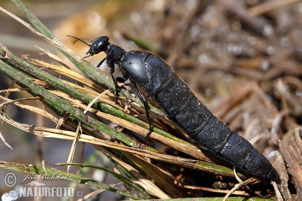 Red-striped Oil Beetle (Berberomeloe majalis)