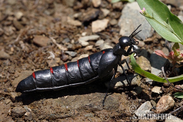 Red-striped Oil Beetle (Berberomeloe majalis)