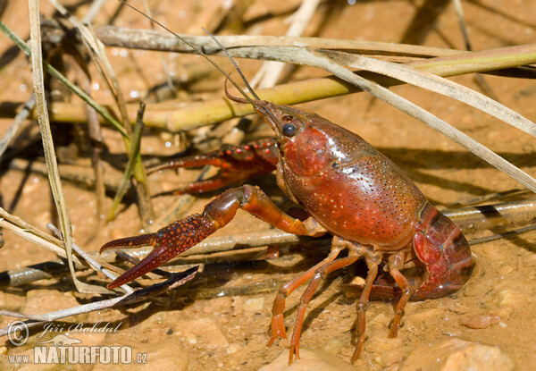 Red Swamp Crawfisch (Procambarus clarkii)