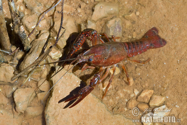 Red Swamp Crawfisch (Procambarus clarkii)