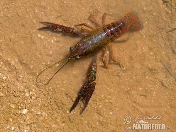 Red Swamp Crawfisch (Procambarus clarkii)