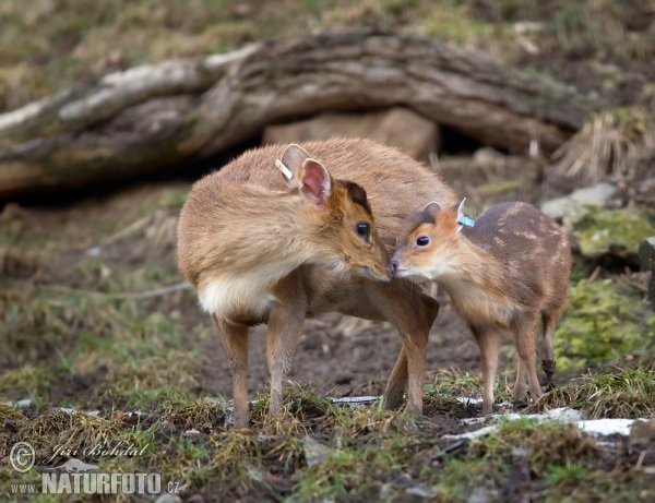 Reevs Muntjac (Muntiacus reevesi)