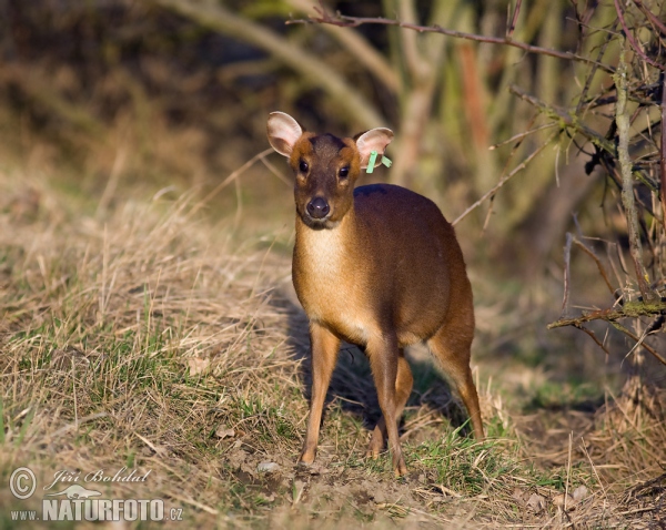 Reevs Muntjac (Muntiacus reevesi)