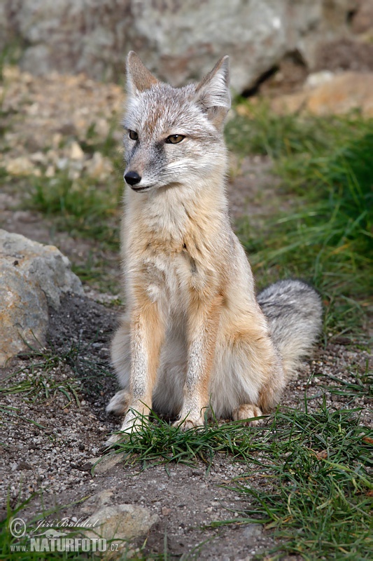 Renard des steppes