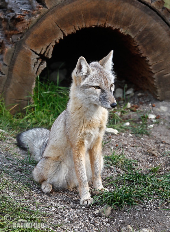 Renard des steppes