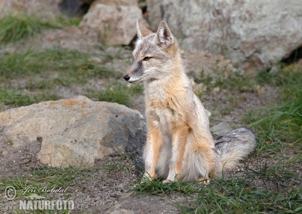 Renard des steppes