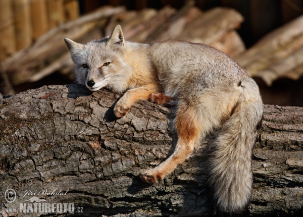 Renard des steppes