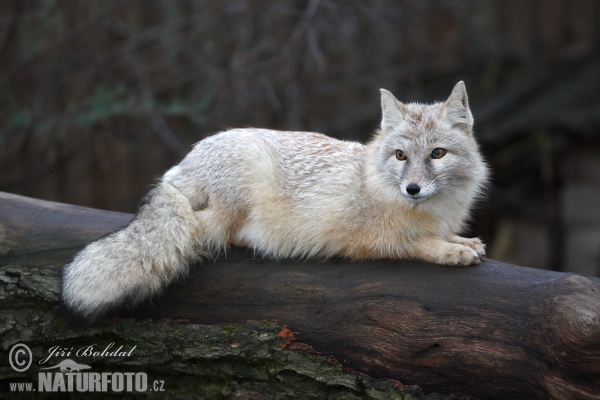 Renard des steppes