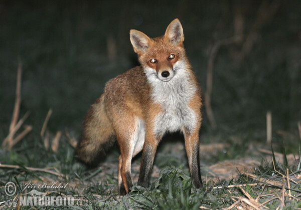 Renard roux