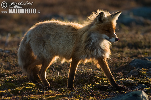 Renard roux