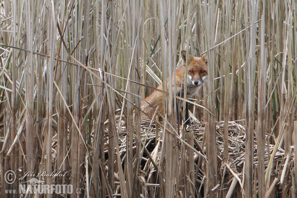 Renard roux