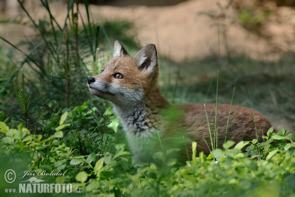 Renard roux