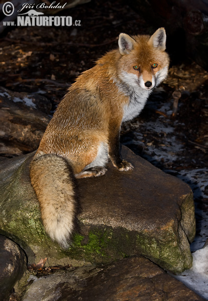 Renard roux